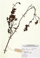 藏品(野黃皮)的圖片